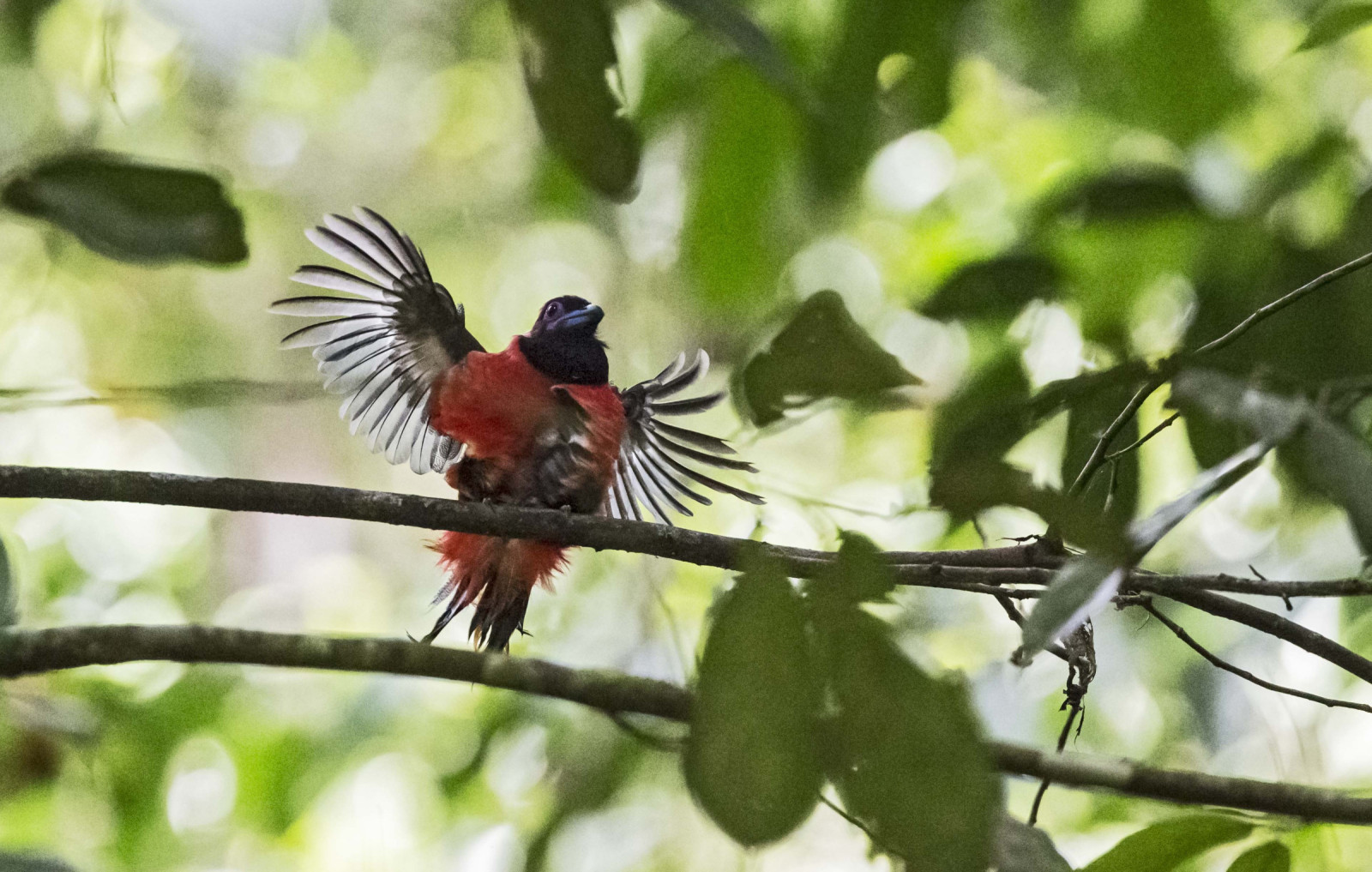 image Diard's Trogon